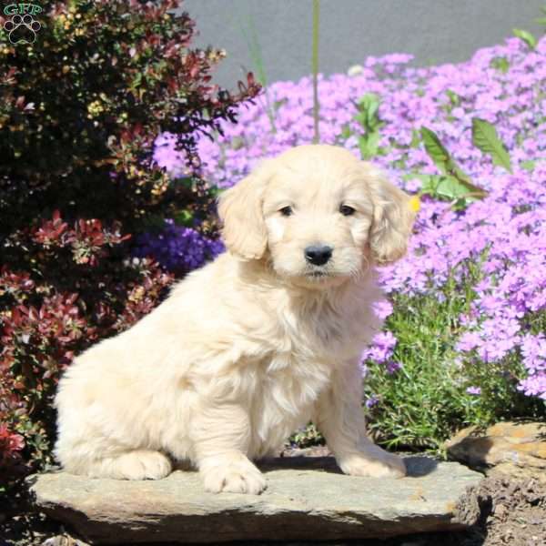 Raymond, Goldendoodle Puppy